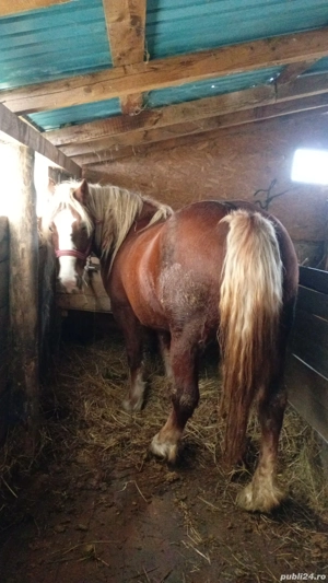 iapă de vânzare  - imagine 3