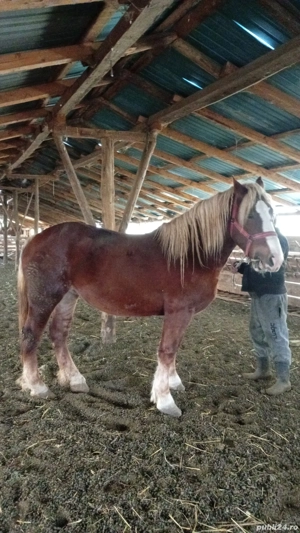 iapă de vânzare  - imagine 5