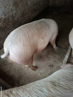 vînd porci - imagine 2