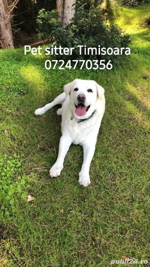 Servicii complete ingrijire animale de companie. Pet sitter Timisoara. - imagine 2