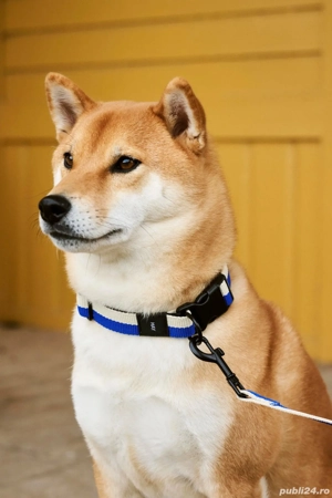 Servicii complete ingrijire animale de companie. Pet sitter Timisoara. - imagine 5