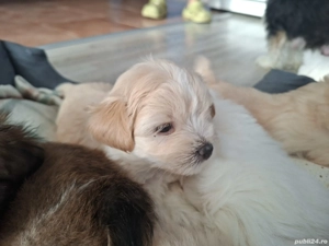 Vand bitchonei mai multe culori 