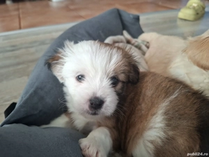 Vand bitchoni mai multe culori  - imagine 2