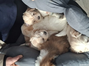 Vand bitchoni mai multe culori  - imagine 5