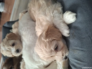 Vand bitchoni mai multe culori  - imagine 3