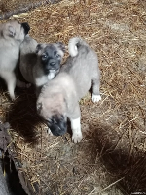 pui kangal 2 luni  - imagine 2