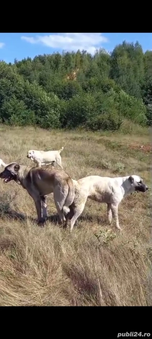 pui kangal 2 luni  - imagine 4