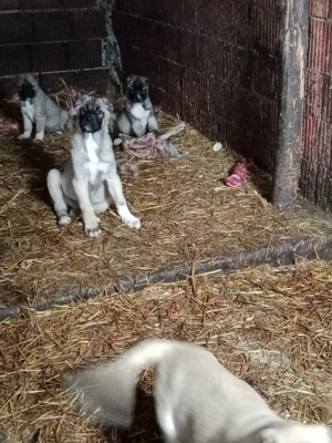 pui kangal 2 luni  - imagine 3
