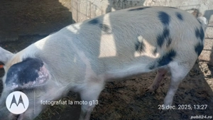 Vând o purcica  de reproductie duroc cu landrace - imagine 2