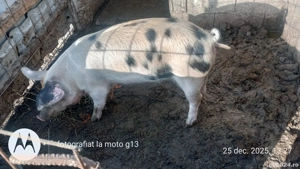 Vând o purcica  de reproductie duroc cu landrace