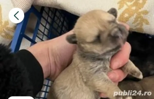 vand 4 catei pomeranian - imagine 2