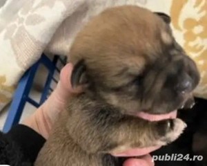 vand 4 catei pomeranian