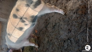 Vând o purcica  de reproductie duroc cu landrace - imagine 6