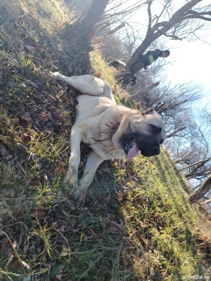 Mascul kangal de 1 an
