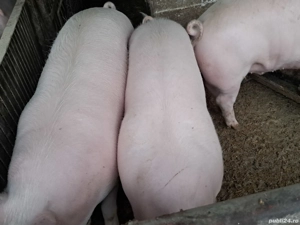 3 porcii crescuți bio  aproximativ 100 kg 10 kg - imagine 2