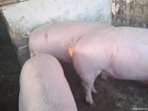 3 porcii crescuți bio  aproximativ 100 kg 10 kg - imagine 3