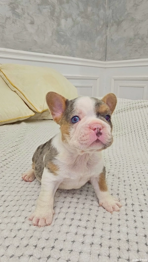 Bulldog francez 4 culori