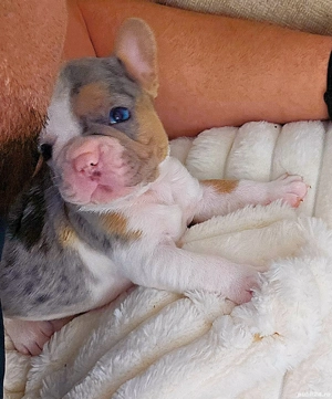 Bulldog francez 4 culori - imagine 3