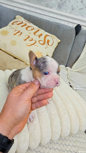 Bulldog francez 4 culori - imagine 4