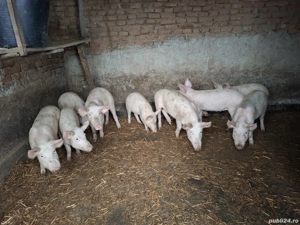 vand purcei - imagine 2