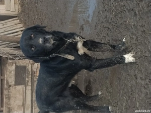 vand caine Ciobanesc corb