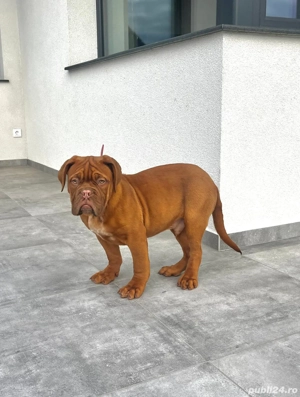 Disponibil mascul Dog de Bordeaux, în vârstă de 4 luni, provenit de la părinți campioni - imagine 2