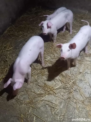 scrofite landras x pietrain 3+1 gratis - imagine 2