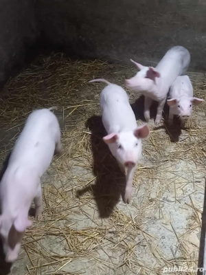 scrofite landras x pietrain 3+1 gratis - imagine 3