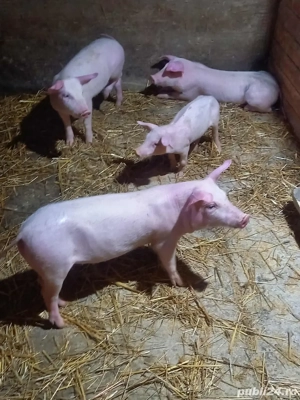 scrofite landras x pietrain 3+1 gratis - imagine 4