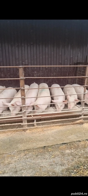 vand porci  - imagine 2