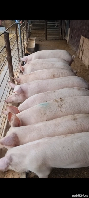 vand porci  - imagine 3