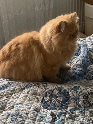 Persana exotica baietel superb ! - imagine 2