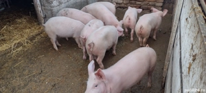 Purcei Landras 3 luni - imagine 2