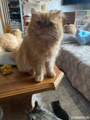 Persana exotica baietel superb ! - imagine 5