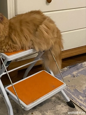 Persana exotica baietel superb ! - imagine 3