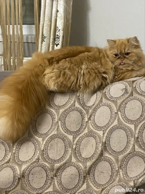 Persana exotica baietel superb !