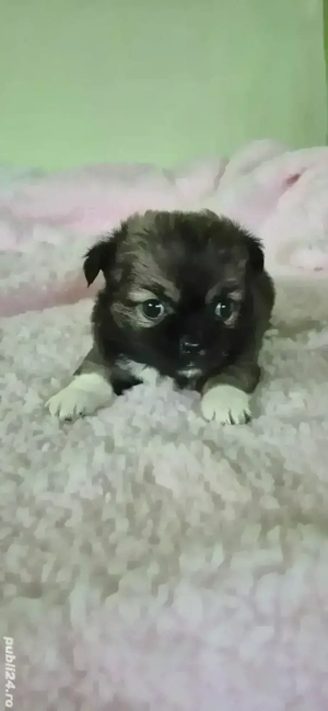 chihuahua fetita si baietel