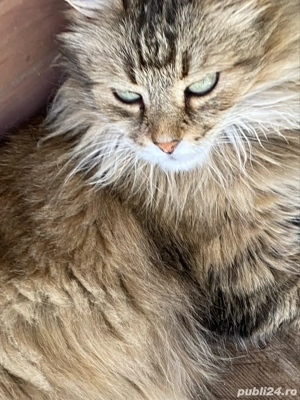 Norvegiana de padure fetita superba 2 luni  - imagine 3