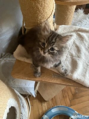 Norvegiana de padure fetita superba 2 luni  - imagine 4