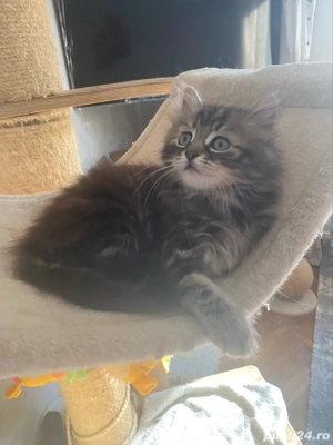 Norvegiana de padure fetita superba 2 luni  - imagine 5