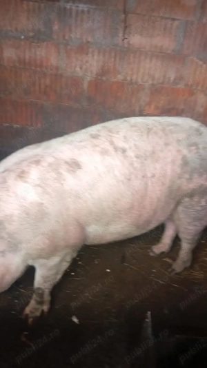 Vand porci și purcei crescuți natural și mere - imagine 5
