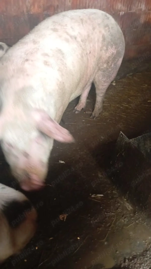 Vand porci și purcei crescuți natural și mere - imagine 4