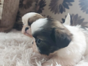 Cadoul perfect de Sf. Vasile - imagine 2