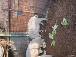 Vând o scrofita rasa Mangalița!!!