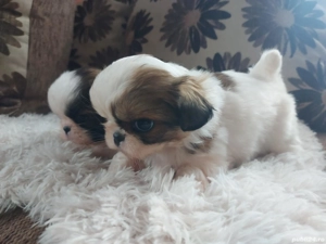 Cadoul perfect de Sf. Vasile