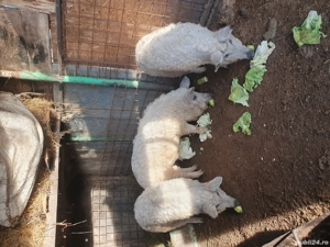 Vând o scrofita rasa Mangalița!!! - imagine 2