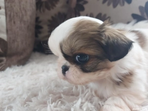 Cadoul perfect de Sf. Vasile - imagine 5