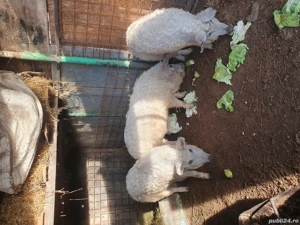 Vând o scrofita rasa Mangalița!!! - imagine 3