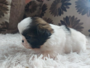 Cadoul perfect de Sf. Vasile - imagine 4