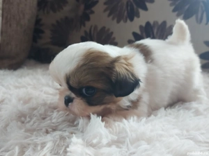 Cadoul perfect de Sf. Vasile - imagine 3